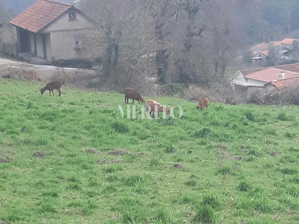 Terreno para Venda em Pico de Regalados, Gondiães e Mós Foto 3