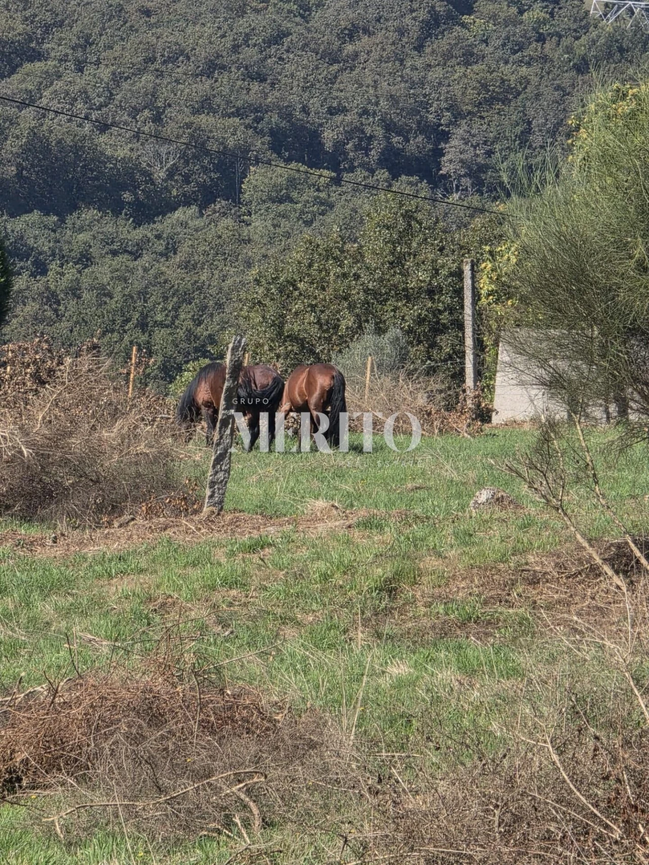 Terreno para Venda em Pico de Regalados, Gondiães e Mós Foto 6