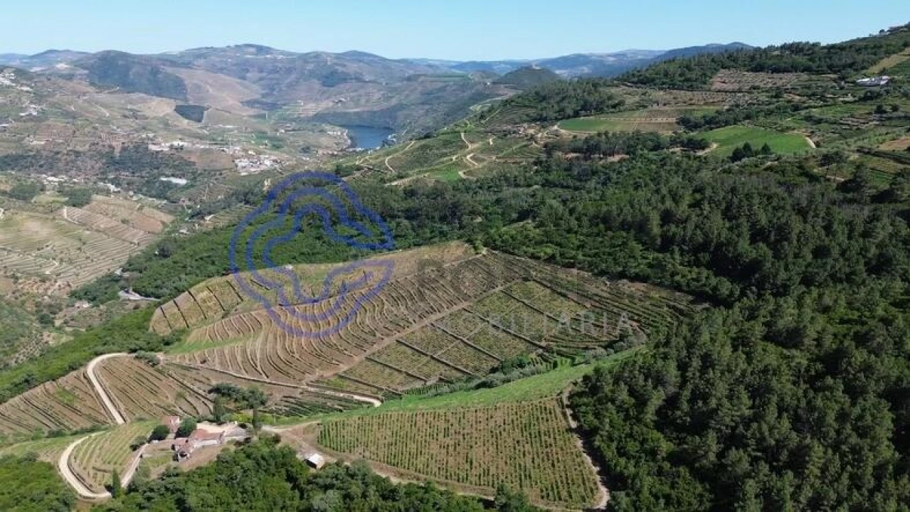 Quinta T5 para Venda em Provesende, Gouvães Douro, São Cristóvão Douro Foto 6
