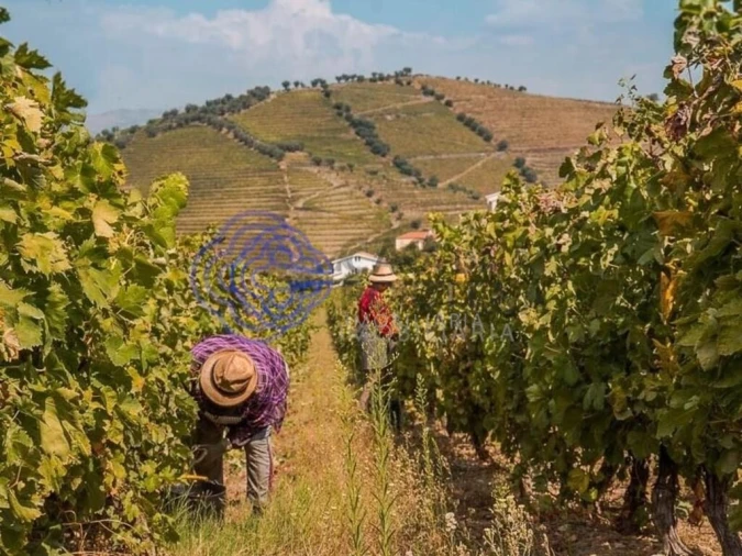 Quinta T5 para Venda em Provesende, Gouvães Douro, São Cristóvão Douro Foto 21