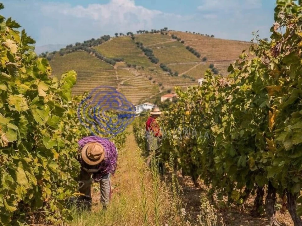 Quinta T5 para Venda em Provesende, Gouvães Douro, São Cristóvão Douro Foto 21