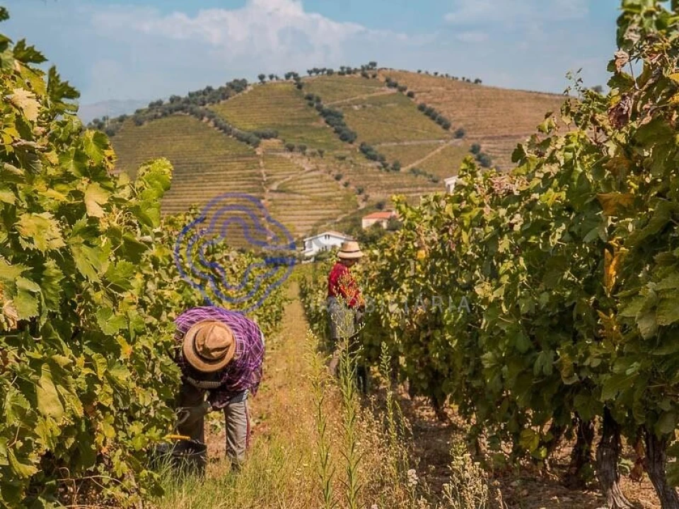 Quinta T5 para Venda em Provesende, Gouvães Douro, São Cristóvão Douro Foto 11