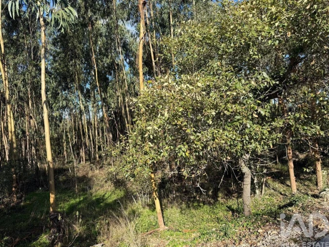 Terreno para Venda em Pedreiras Foto 18