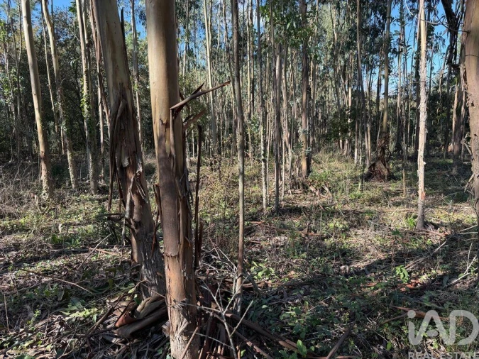 Terreno para Venda em Pedreiras Foto 14