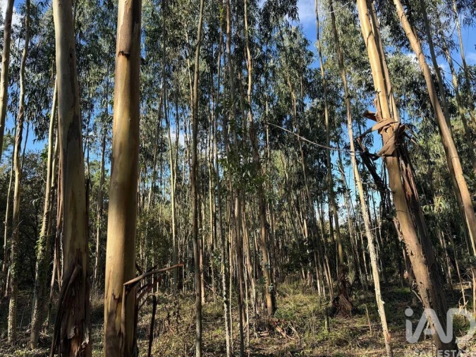 Terreno para Venda em Pedreiras Foto 15