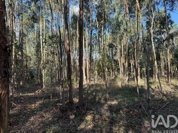Terreno para Venda em Pedreiras Foto 8
