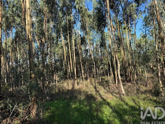 Terreno para Venda em Pedreiras Foto 13