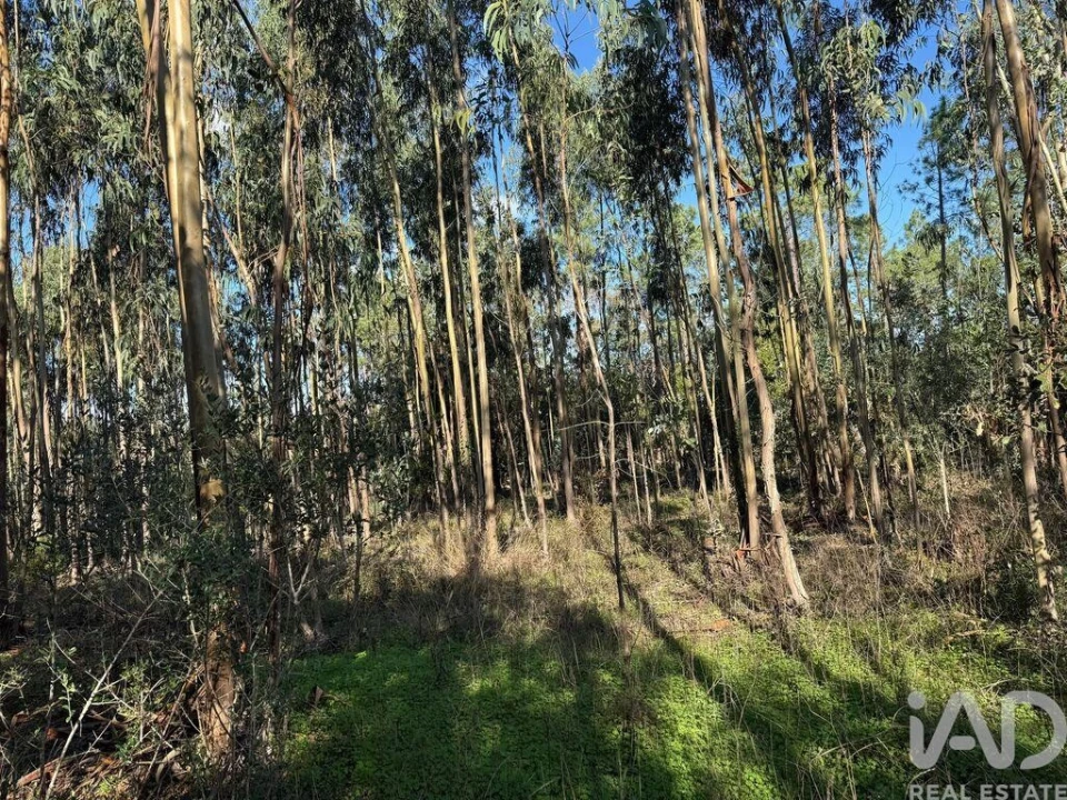 Terreno para Venda em Pedreiras Foto 13