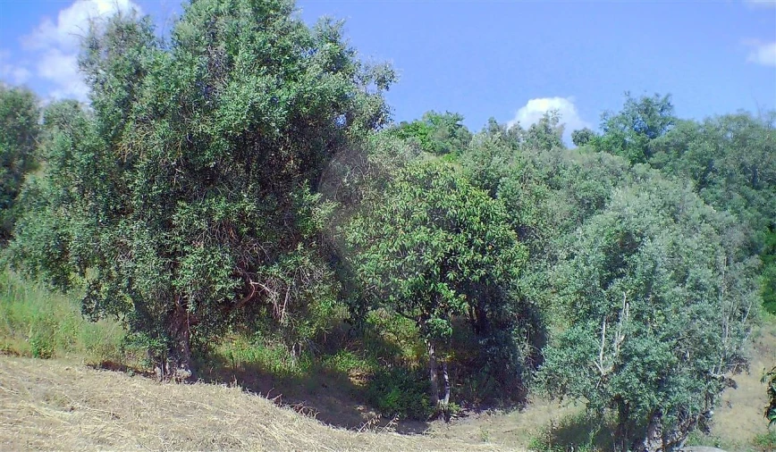 Moradia T2 para Venda em Marvila, Ribeira Santarém, São Salvador, São Nicolau Foto 21