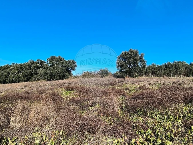 Terreno para Venda em São João da Ribeira e Ribeira de São João Foto 11