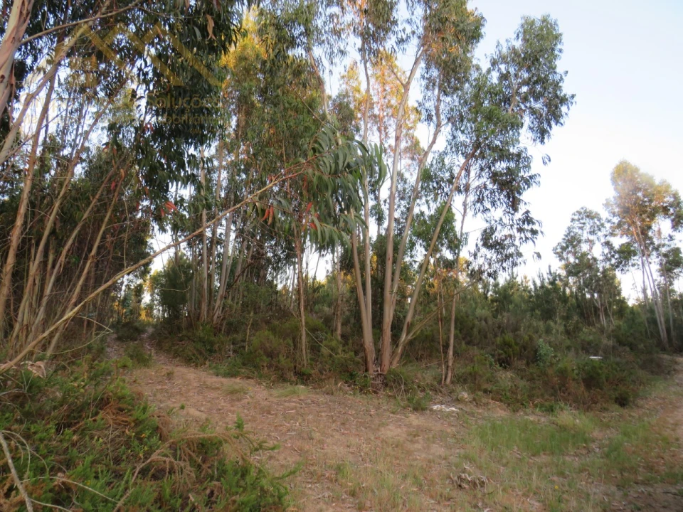 Terreno Agricola ou Rústico para Venda em Ramalhal Foto 4