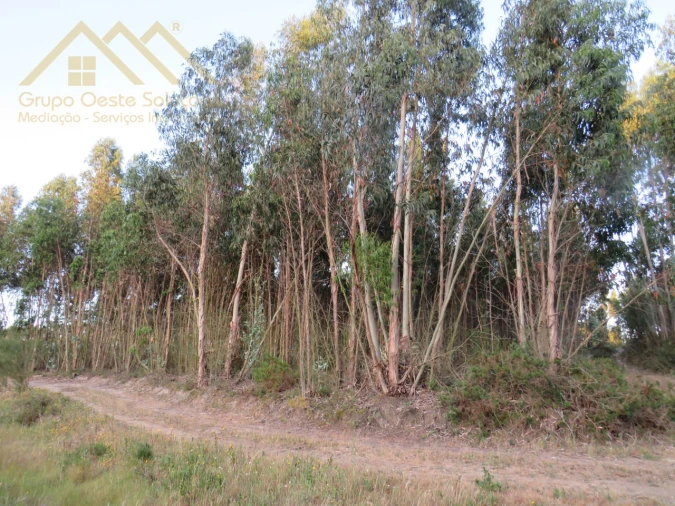 Terreno Agricola ou Rústico para Venda em Ramalhal Foto 3