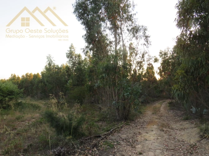 Terreno Agricola ou Rústico para Venda em Ramalhal Foto 5