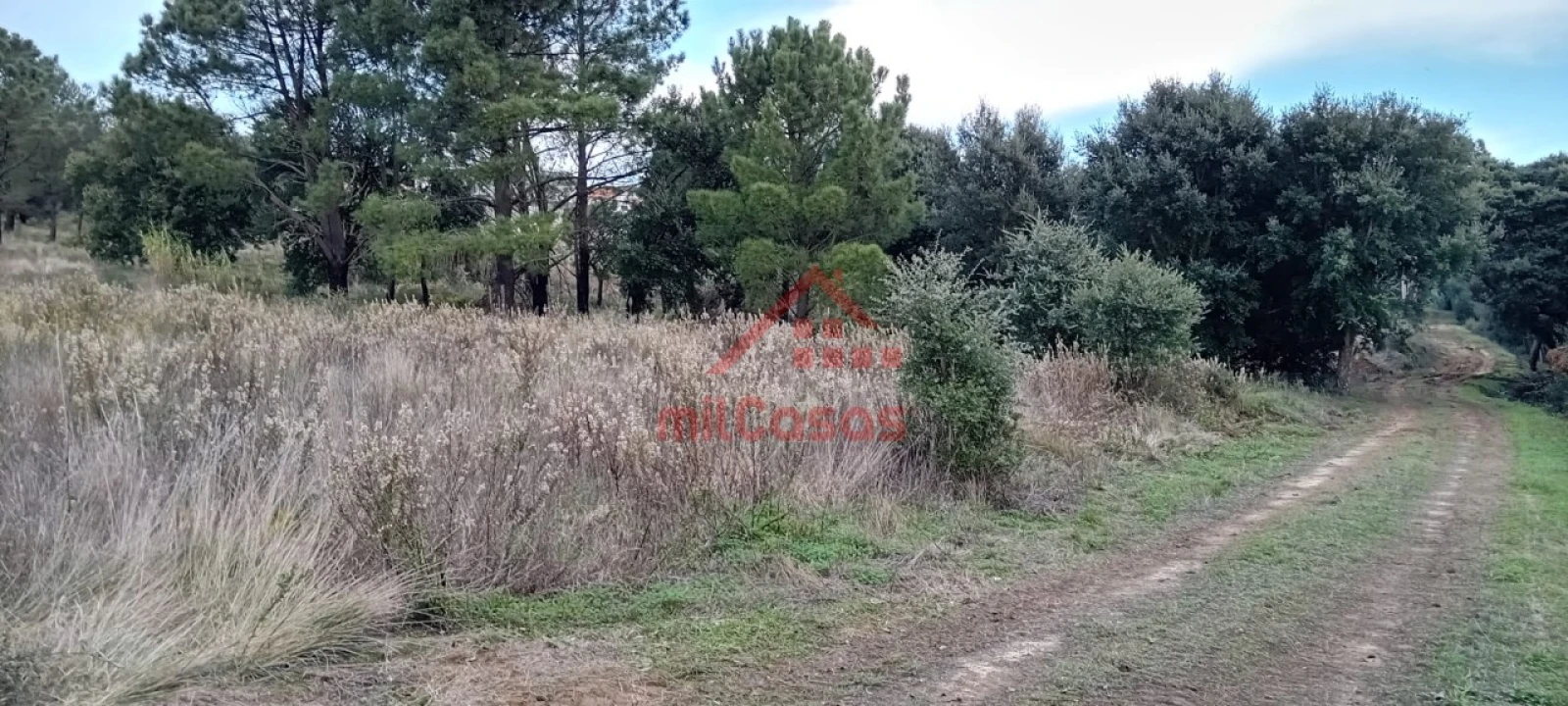 Terreno para Venda em Carvoeira e Carmões Foto 11