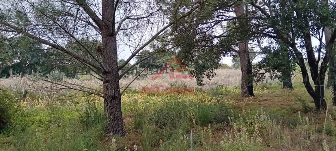 Terreno para Venda em Carvoeira e Carmões Foto 8