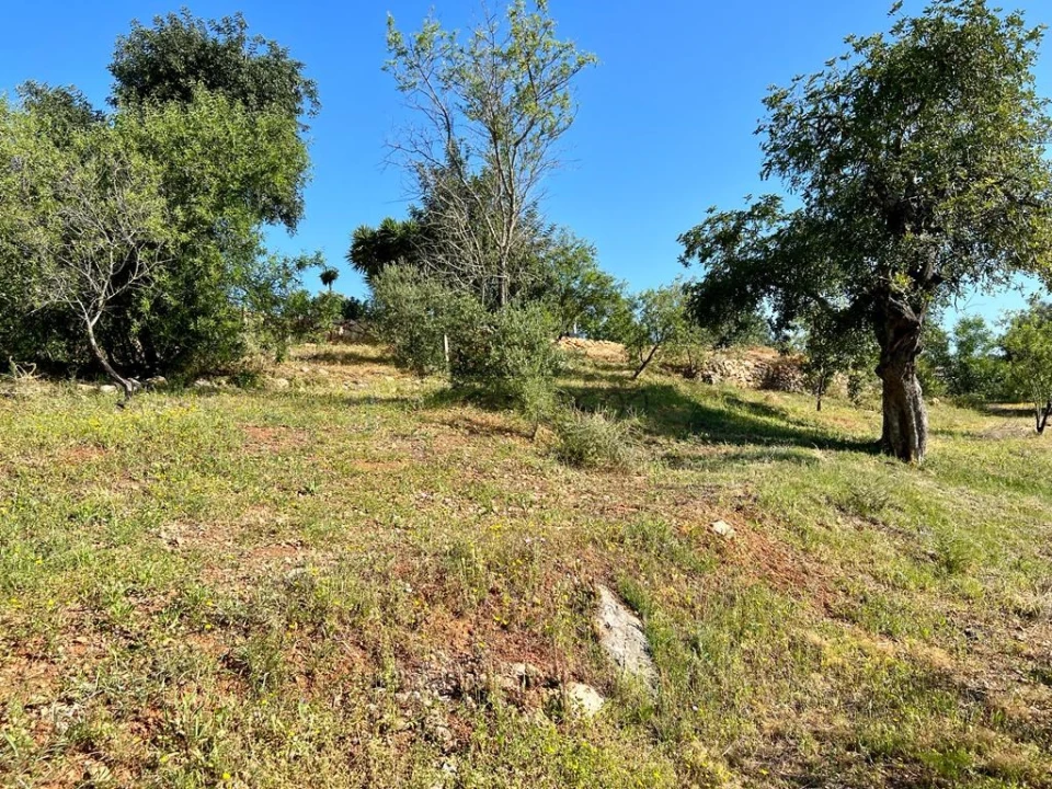 Terreno para Venda em Loule (São Clemente) Foto 13