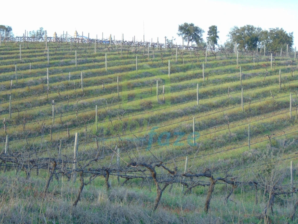 Quinta T3 para Venda em Nossa Senhora de Machede Foto 3