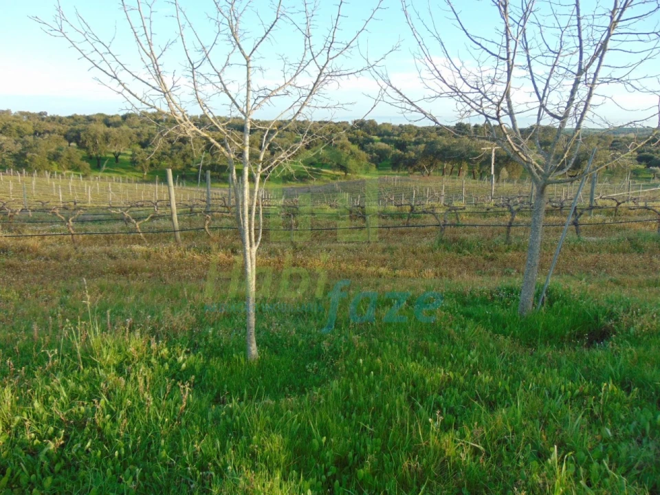 Quinta T3 para Venda em Nossa Senhora de Machede Foto 24