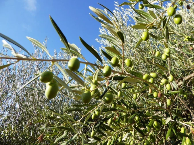 Negócio para Venda em Castelo Branco Foto 3