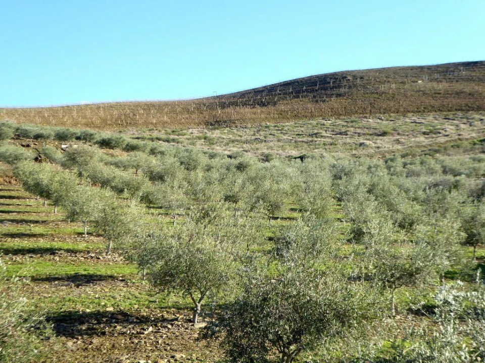 Quinta para Venda em Alfandega da Fe Foto 7