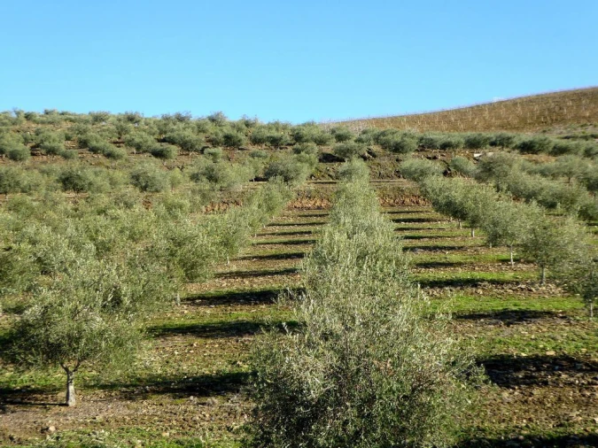 Quinta para Venda em Alfandega da Fe Foto 4