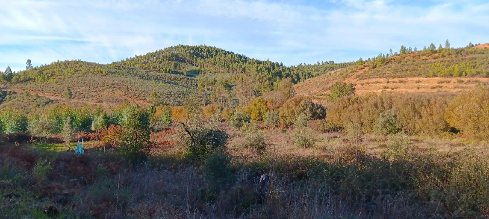 Terreno Agricola ou Rústico para Arrendamento em Envendos Foto 1