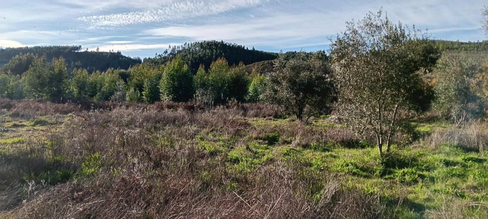 Terreno Agricola ou Rústico para Arrendamento em Envendos Foto 4