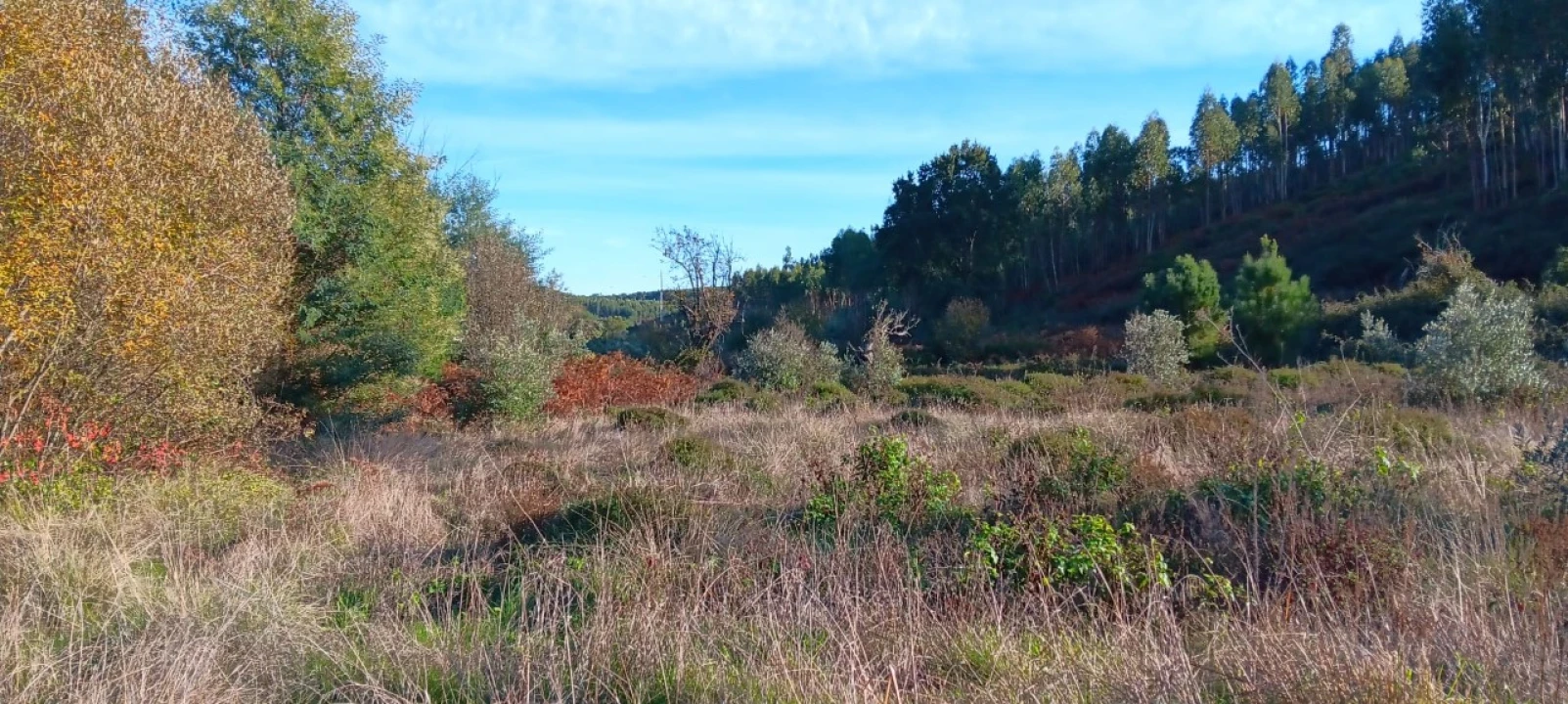 Terreno Agricola ou Rústico para Arrendamento em Envendos Foto 5