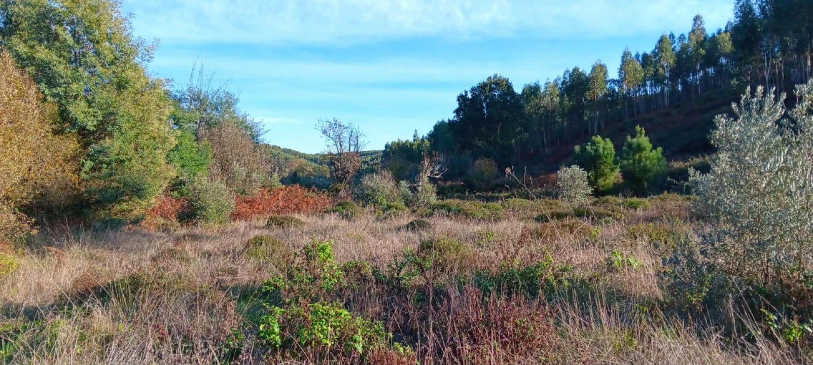 Terreno Agricola ou Rústico para Arrendamento em Envendos Foto 7