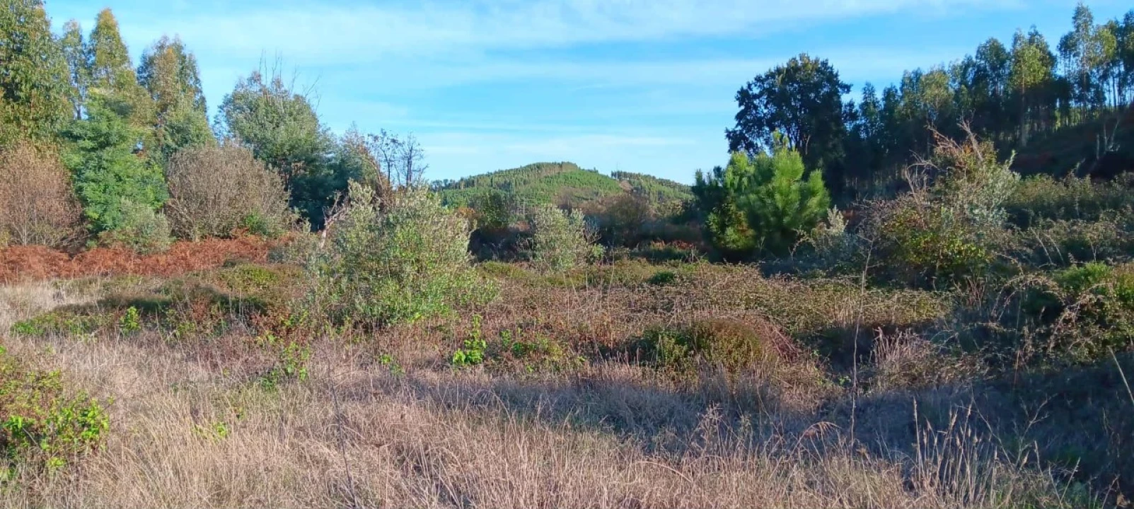 Terreno Agricola ou Rústico para Arrendamento em Envendos Foto 11