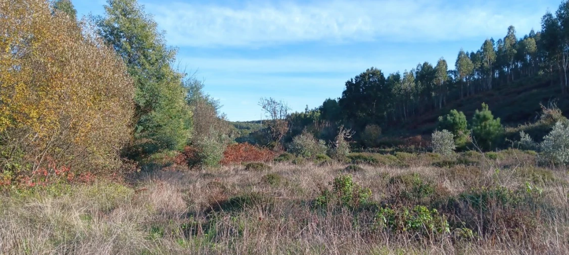 Terreno Agricola ou Rústico para Arrendamento em Envendos Foto 6