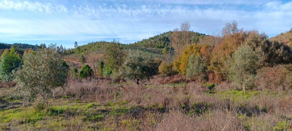 Terreno Agricola ou Rústico para Arrendamento em Envendos Foto 8