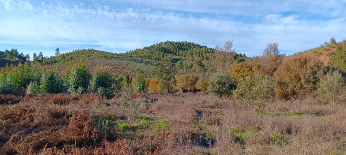 Terreno Agricola ou Rústico para Arrendamento em Envendos Foto 9