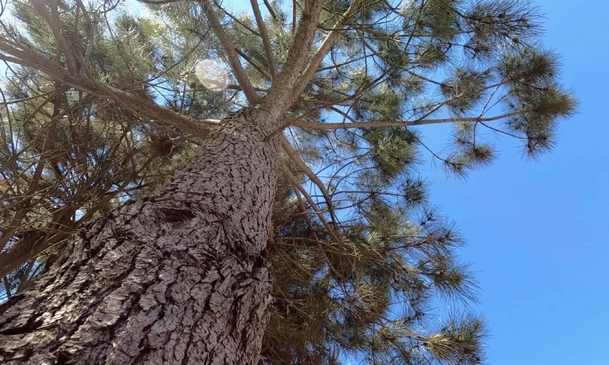 Apartamento T2 para Venda em Nazare Foto 12