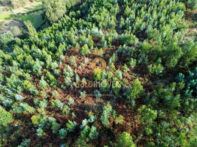 Terreno Agricola ou Rústico para Venda em São Roque Foto 4