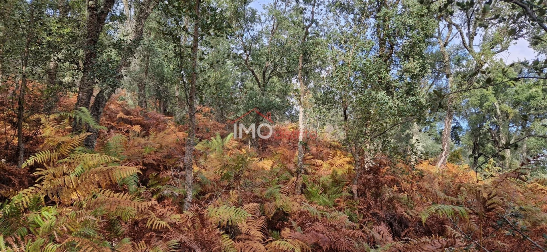 Quinta T2 para Venda em São Salvador da Aramenha Foto 11