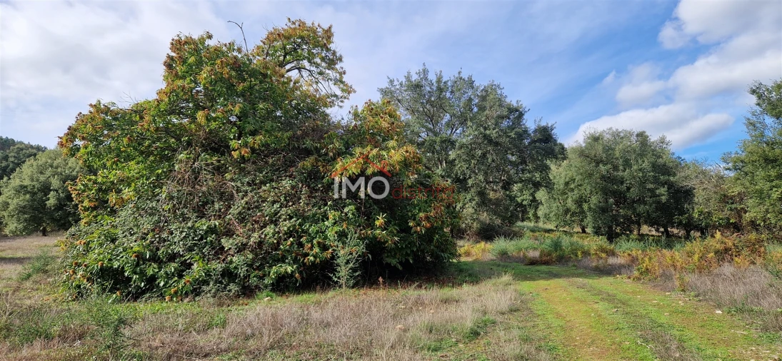 Quinta T2 para Venda em São Salvador da Aramenha Foto 4