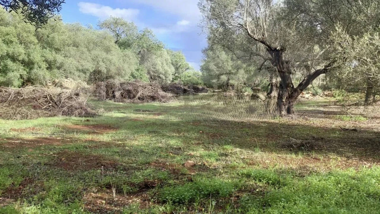 Terreno Agricola ou Rústico para Venda em Alte Foto 11
