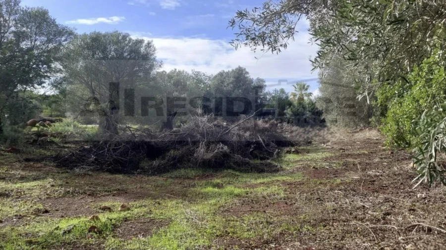 Terreno Agricola ou Rústico para Venda em Alte Foto 8