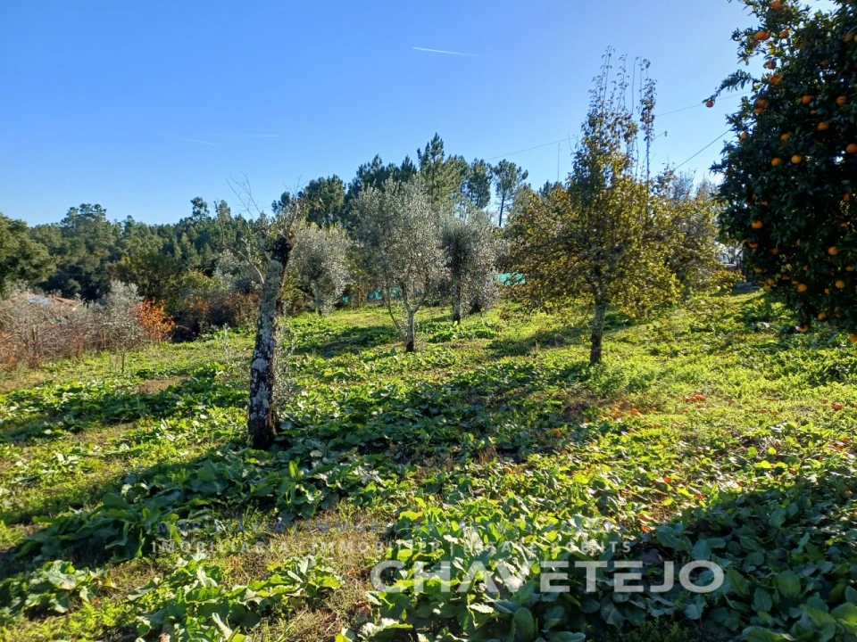 Quinta T3 para Venda em Cernache do Bonjardim, Nesperal e Palhais Foto 68