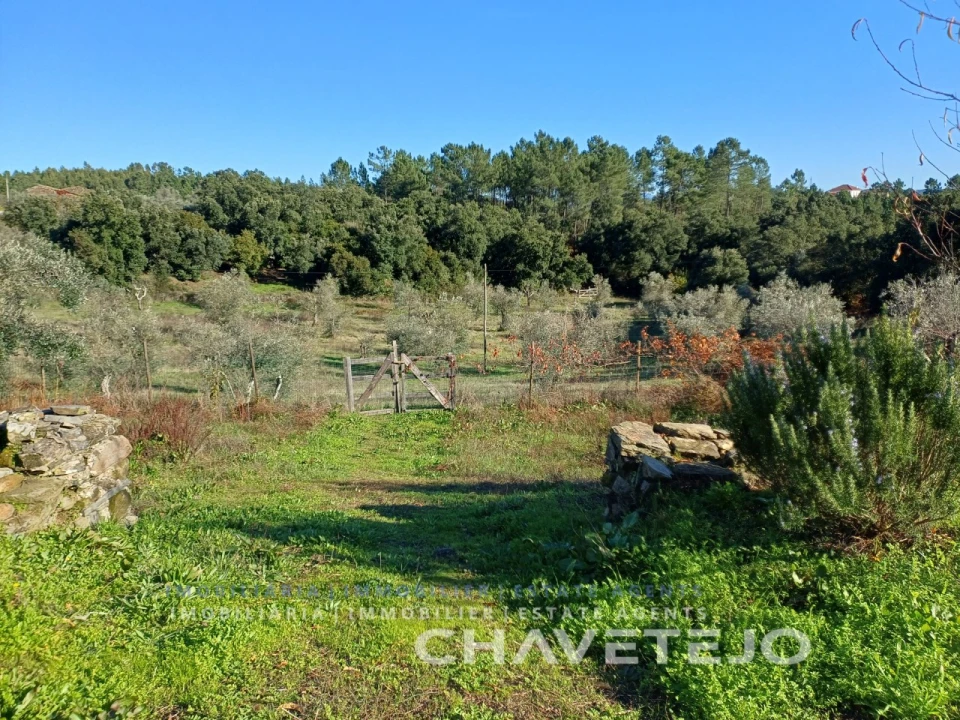 Quinta T3 para Venda em Cernache do Bonjardim, Nesperal e Palhais Foto 70