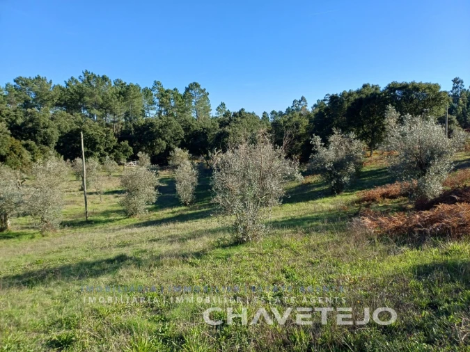 Quinta para Venda em Cernache do Bonjardim, Nesperal e Palhais Foto 73