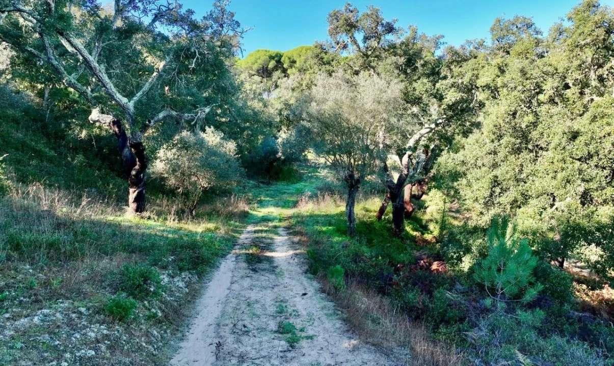Quinta T2 para Venda em Melides Foto 8