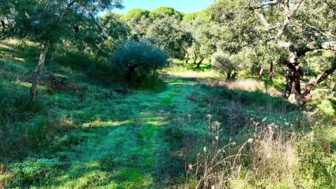 Quinta T2 para Venda em Melides