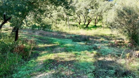 Quinta T2 para Venda em Melides