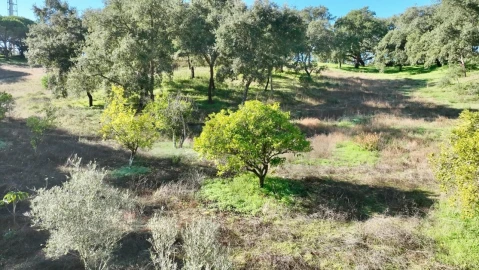 Quinta T2 para Venda em Melides