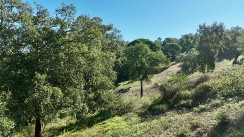 Quinta T2 para Venda em Melides