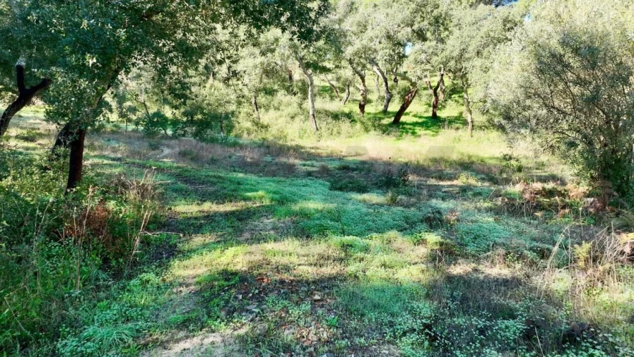 Quinta T2 para Venda em Melides Foto 7