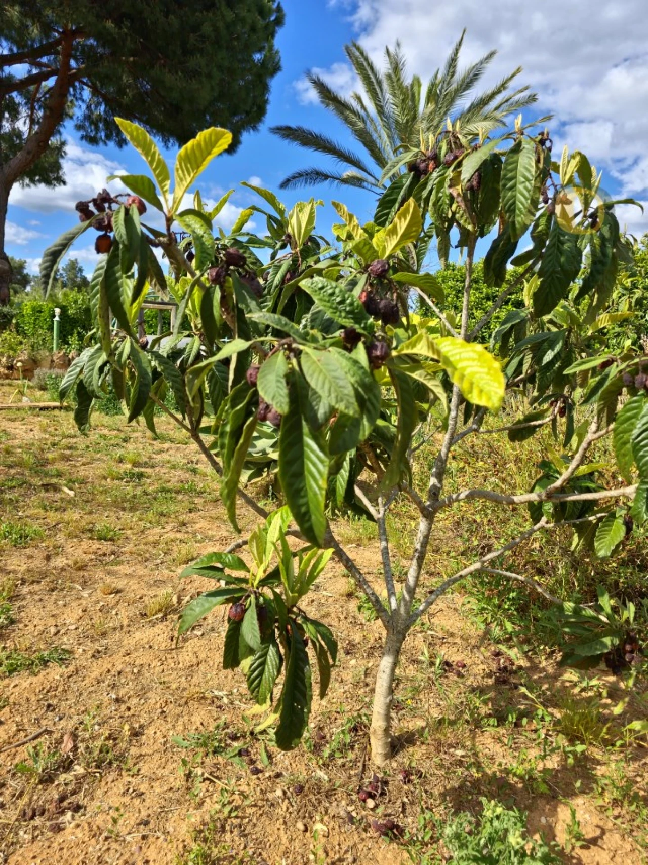 Moradia T3 para Venda em Moncarapacho e Fuseta Foto 32