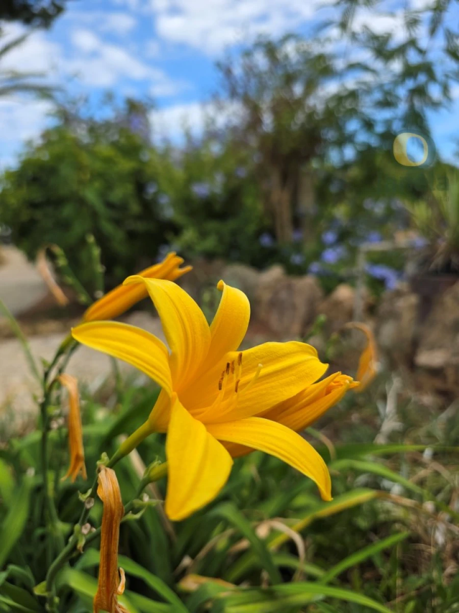 Moradia T3 para Venda em Moncarapacho e Fuseta Foto 38